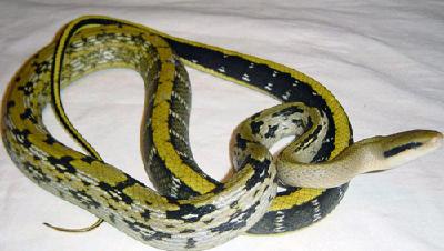 花蛇钻进居民家“乘凉” 民警徒手送其回“原籍”