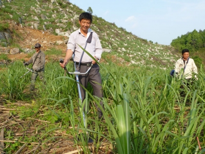 五旬庄稼汉开垦千亩荒山种油茶