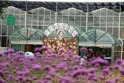 首届芳香博览会 30万游客闻香而来