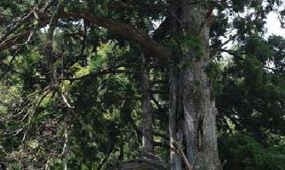 上冯村发现国家一级保护植物秃杉
