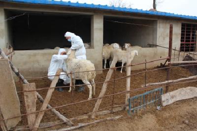 保安镇 对动物疫病防控“四不漏”