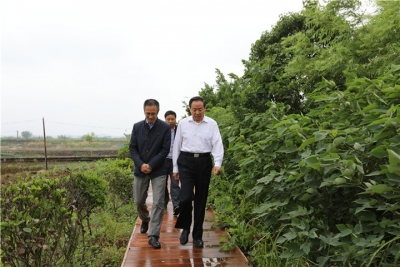 市政协视察保安湖湿地公园环境保护工作