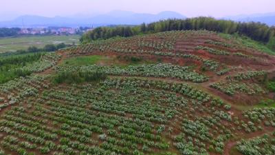 栀子花铺就村民致富路