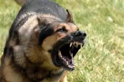 疯狗咬人被民警杖毙