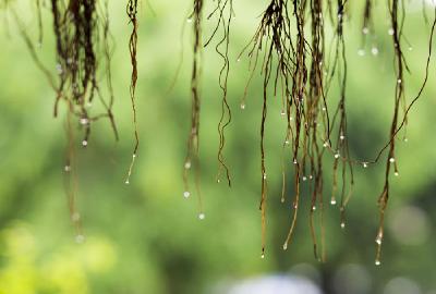 雨水迎芒种  温爽伴高考