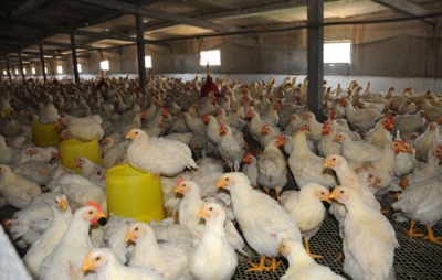 灵乡镇 提前做好养殖场防汛工作