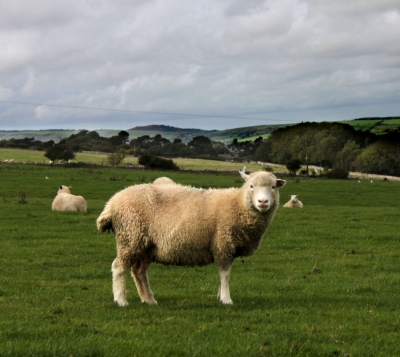 羊被咬死起纠纷 民警爬山调解忙 