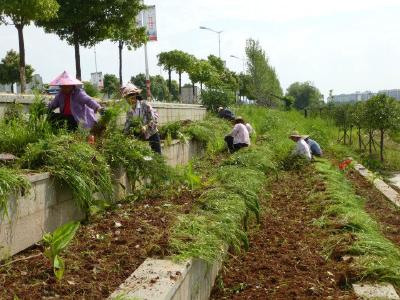 荒废成“原始森林”的景观带有人打理了