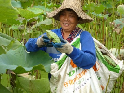 千亩水田种莲子 农场主喜获丰收