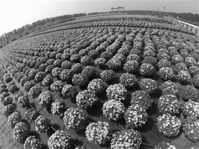 天安门国庆花坛首用变色菊花 观赏效果将大幅提升
