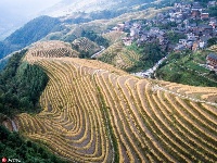 航拍稻谷收割后的龙脊梯田 曲线纵横蔚为壮观