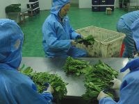 东角山下,鑫东等着你来采摘新鲜有机蔬菜哦