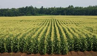 我市一公司获评 “全国百佳（优秀）农资经销商”