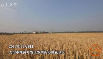 云上大冶带你直击水稻收割现场，看“机器侠”如何大显身手