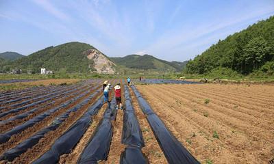 产能稳定 结构升级 农民受益 我国粮食生产坚定向优向绿步伐