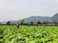 东角山下,鑫东等着你来采摘新鲜有机蔬菜哦
