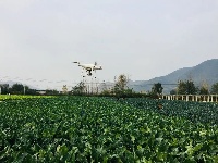 东角山下,鑫东等着你来采摘新鲜有机蔬菜哦