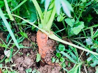 东角山下,鑫东等着你来采摘新鲜有机蔬菜哦