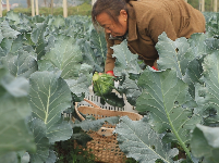 东角山下,鑫东等着你来采摘新鲜有机蔬菜哦