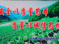 东角山下,鑫东等着你来采摘新鲜有机蔬菜哦