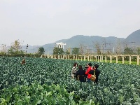 东角山下,鑫东等着你来采摘新鲜有机蔬菜哦