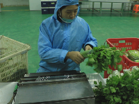 东角山下,鑫东等着你来采摘新鲜有机蔬菜哦