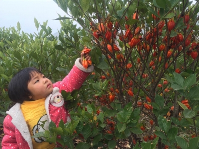 栀子花结果啦！刘仁八镇万亩栀子黄基地迎来大丰收！