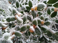 大冶人朋友圈里的最美雪景