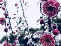 大冶人朋友圈里的最美雪景