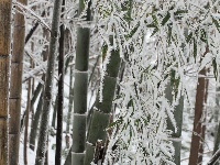 大冶人朋友圈里的最美雪景