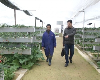 农技专家田间地头指导农户抗寒