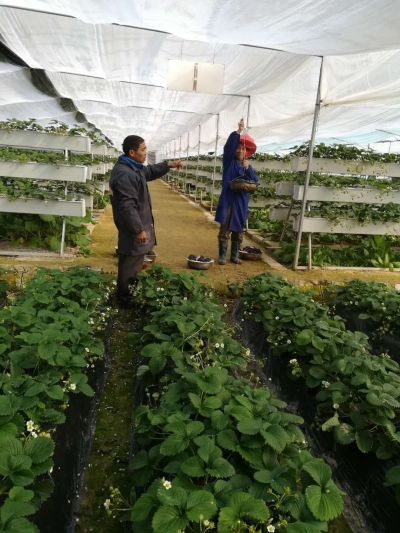 田间地头支招蔬菜防冻