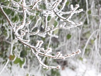 大冶人朋友圈里的最美雪景