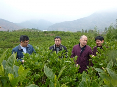 荒山种下“金栀子”  农民过上好日子
