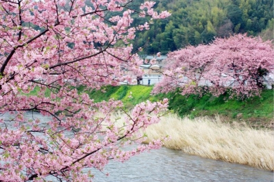 第三届大冶殷祖镇北山樱花节将于本月17日开幕 千亩野生樱花等您来赏