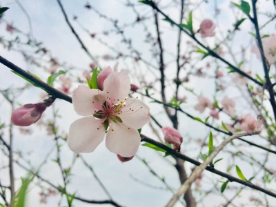 春光明媚好赏花 20条精品线路看“花漾荆楚”
