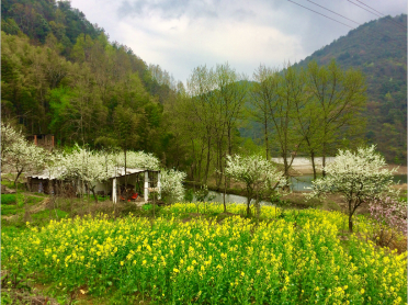 春之景--花开黄坪山