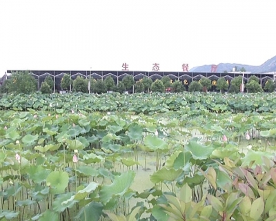 推进土地流转 加快乡村振兴