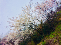 春之景--花开黄坪山