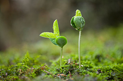 清明时节 春雨纷纷 