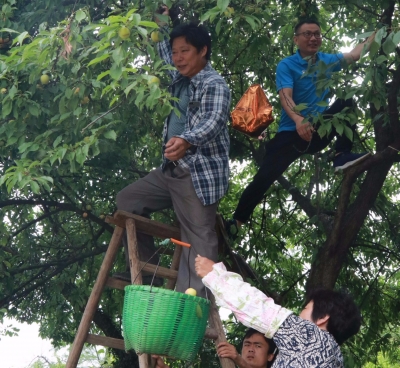 又到桃李丰收时