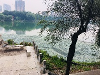           红星湖湖水发绿发臭  市民望而却步