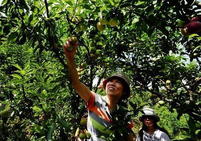 金山店镇第四届香李节6月22日如约而至 60万斤香李等您采摘