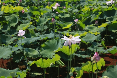 茗山乡：节会经济助力乡村振兴