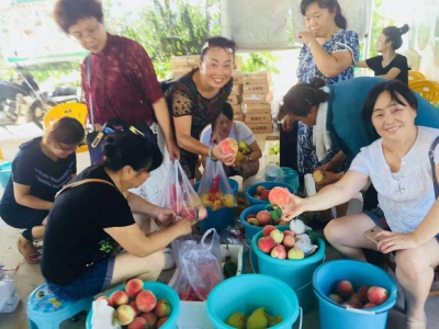 品尝黄桃美味 体验采摘快乐