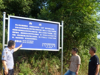 白鹭立牌保护 古树建了围栏