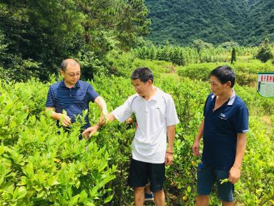 市审计局：精准施策促脱贫 大兴产业助振兴