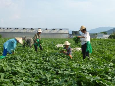 生态发展的“鑫东之道”