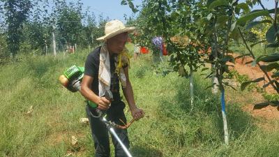 果农：汗水“灌溉”出瓜甜果香
