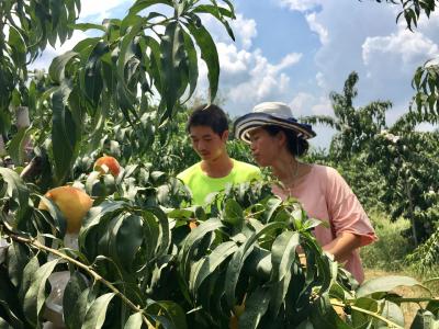 金湖黄桃：甜了游客 富了果农